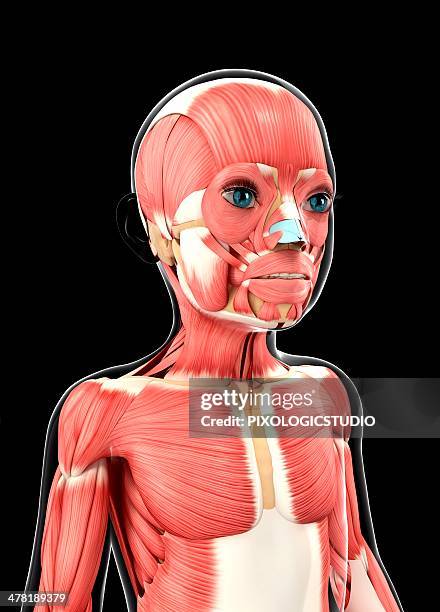 child's muscular system, artwork - depressor labii inferioris stock illustrations