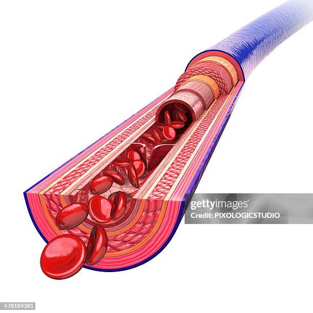 ilustrações, clipart, desenhos animados e ícones de human vein, artwork - veia humana