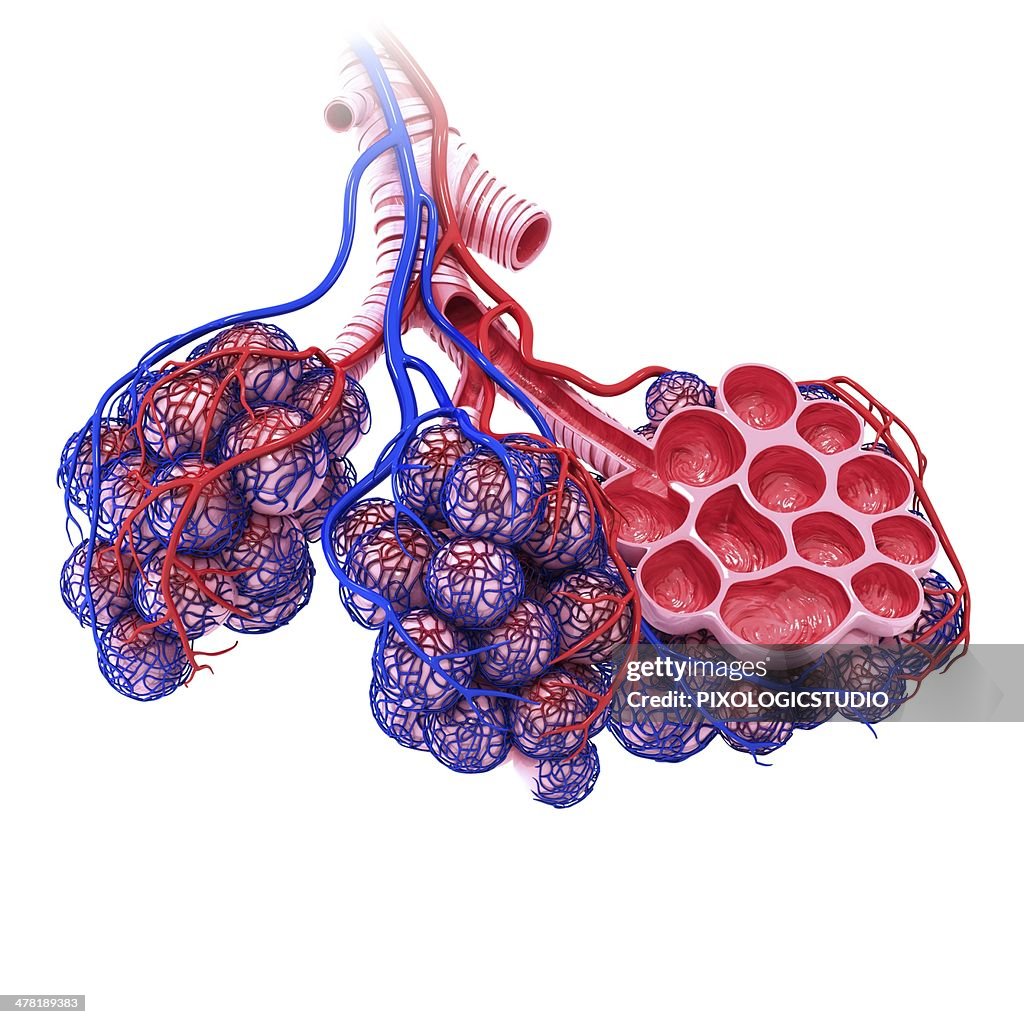 Human alveoli, artwork