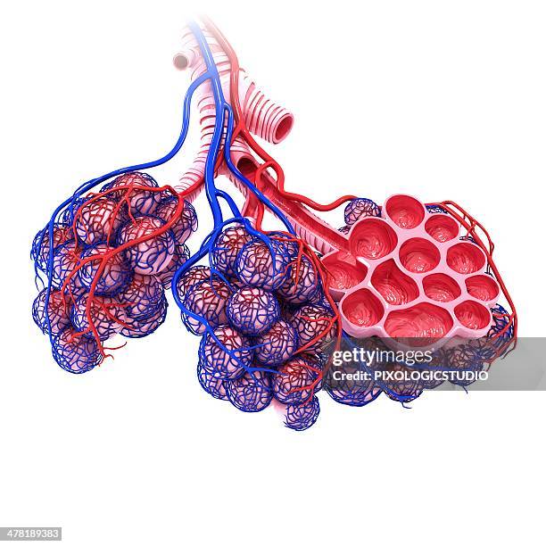 human alveoli, artwork - arterioles stock illustrations