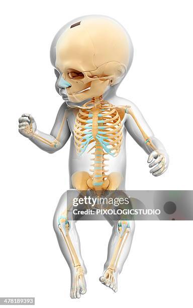 baby's skeleton, artwork - biomedical illustration baby stock illustrations