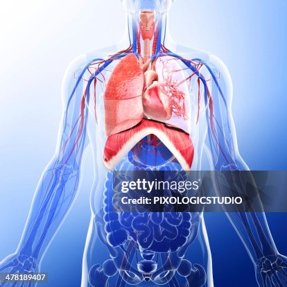 Human respiratory system, artwork Human respiratory system, artwork