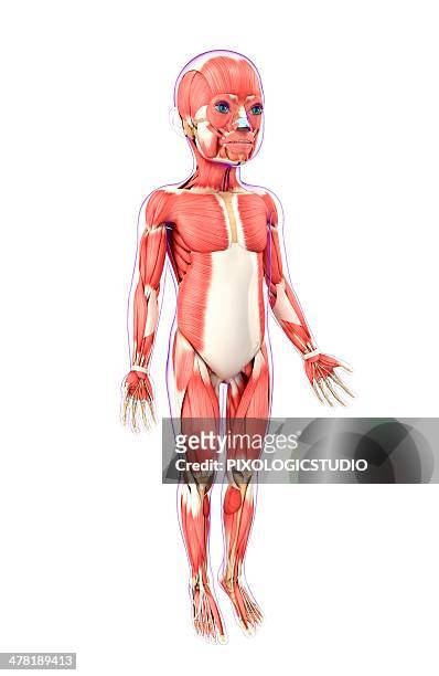 child's muscular system, artwork - tibialis anterior muscle stock-grafiken, -clipart, -cartoons und -symbole