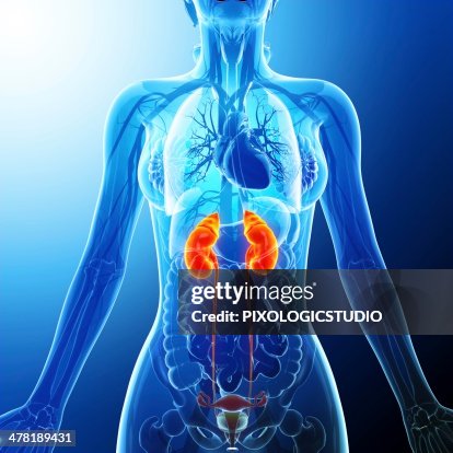 Urinary system, artwork Urinary system, artwork