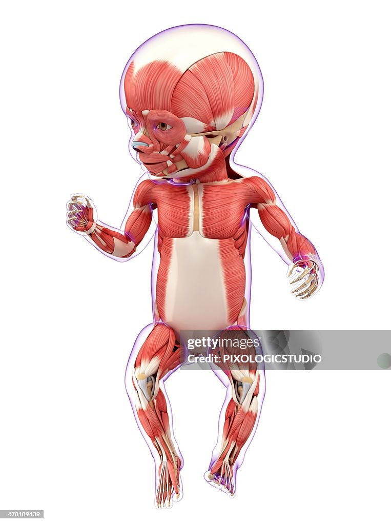 Baby's muscular system, artwork
