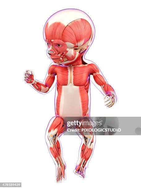 baby's muscular system, artwork - baby white background stock illustrations