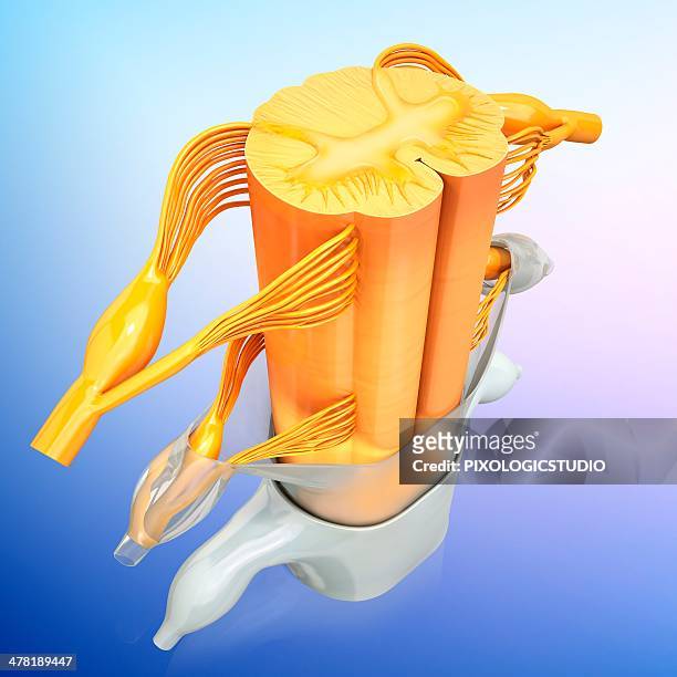 human spinal chord, artwork - spinal cord cross section stock illustrations