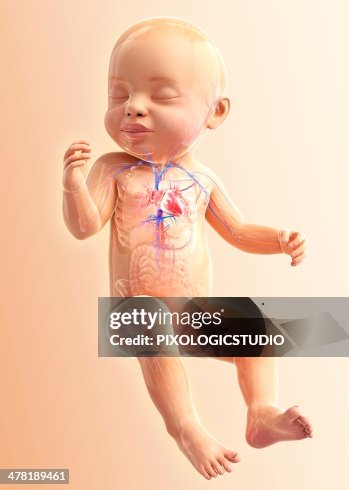 Baby's respiratory system, artwork Baby's respiratory system, artwork