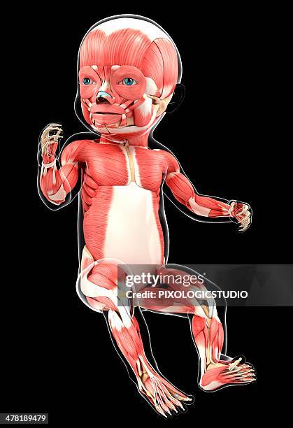 baby's muscular system, artwork - sartorius stock illustrations