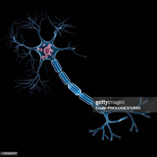 nerve cell, artwork - sensory nerve fibers stock illustrations