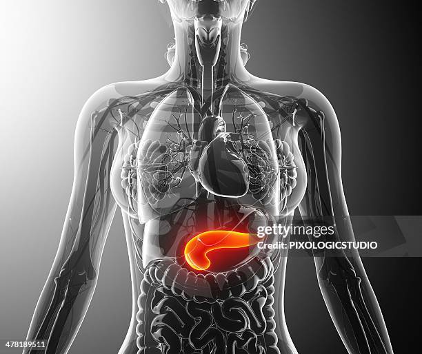 human pancreas, artwork - human small intestine stock illustrations