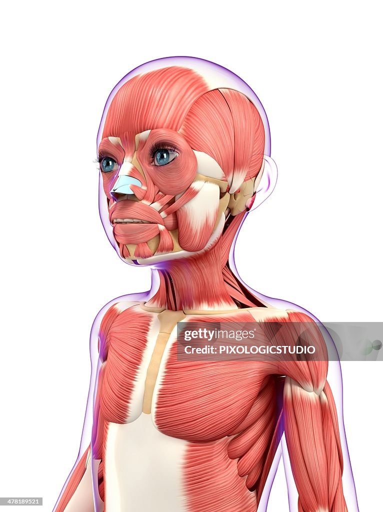 Muscular system, artwork