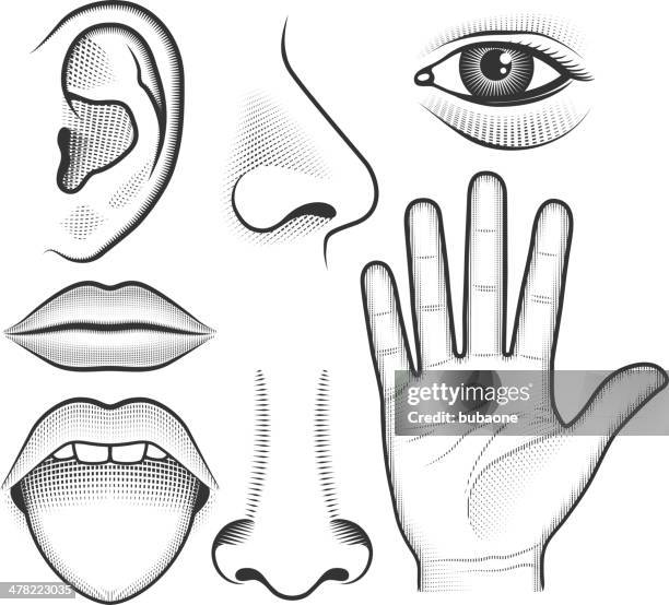 ilustrações de stock, clip art, desenhos animados e ícones de cinco sentidos humano preto & branco vector conjunto de ícones de interface - retina globo ocular