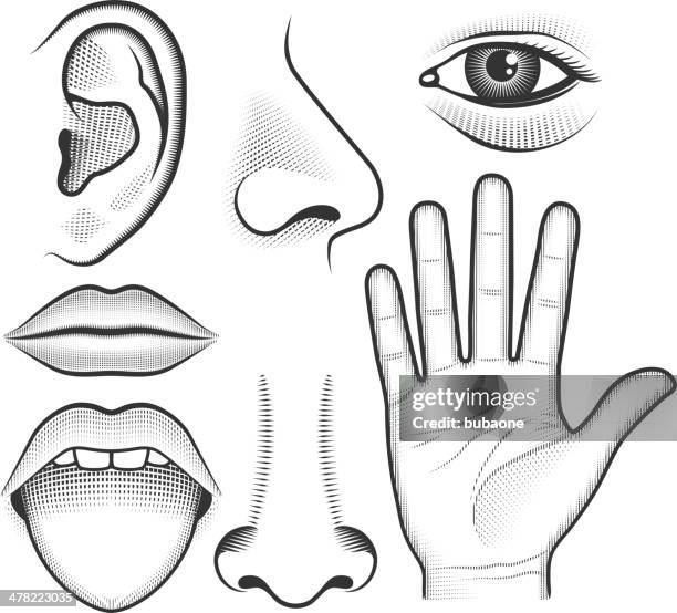 bildbanksillustrationer, clip art samt tecknat material och ikoner med five human senses black & white vector interface icon set - human ear