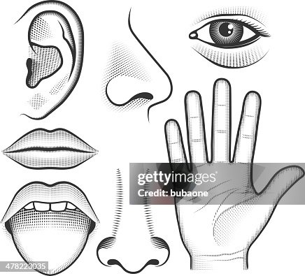 Five Human Senses black & white vector interface icon set Five Human Senses black & white vector interface icon set