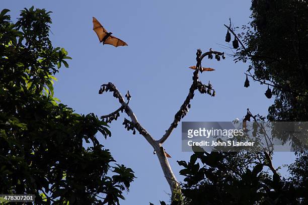 Megabats Megachiroptera family Pteropodidae are also called fruit bats, flying foxes or Chiroptera. Contrary to its name, megabats are not always...