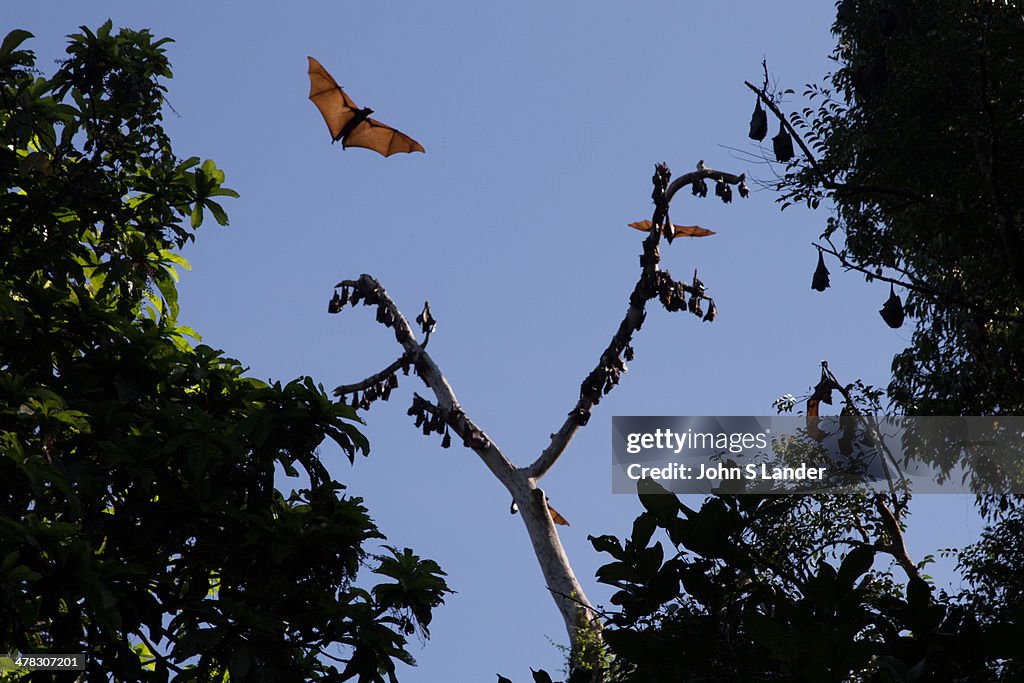 Megabats Megachiroptera family Pteropodidae are also called...