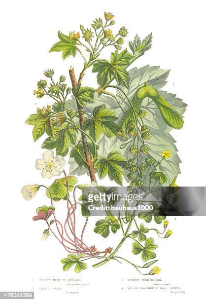 sycamore, zur acer und waldsauerklee viktorianischen botanischen illustrationen - sauerampfer stock-grafiken, -clipart, -cartoons und -symbole