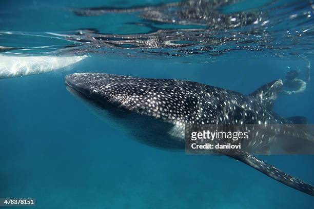whale shark - bohol stock pictures, royalty-free photos & images