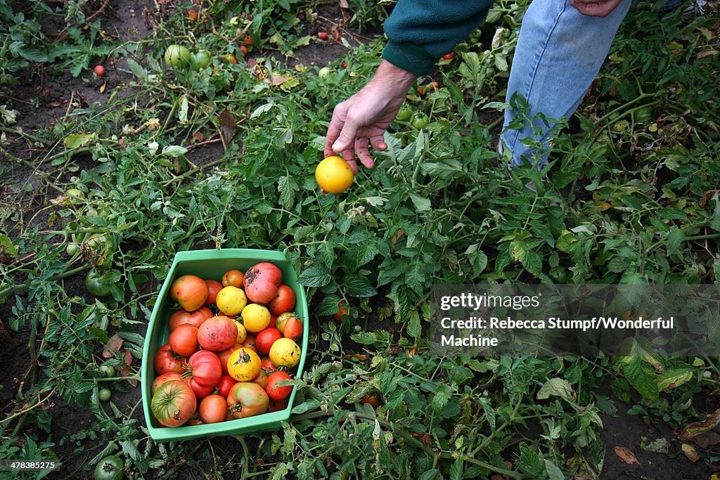 Picking Tomatoes