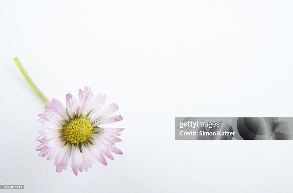 Daisy on white ground