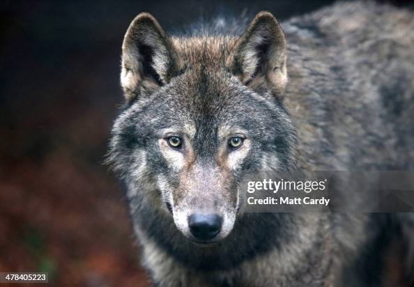 Wild Place Project Welcomes A Pack Of Wolves Wild Place Project Welcomes A Pack Of Wolves