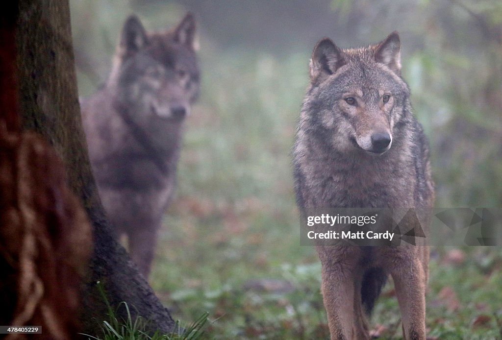 Wild Place Project Welcomes A Pack Of Wolves