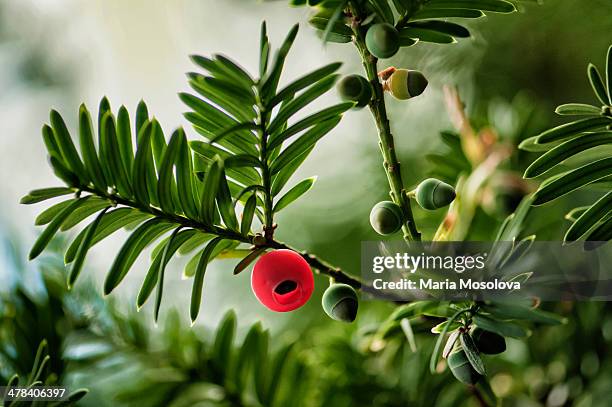 mature and immature cones on taxus tree - yew needles stock pictures, royalty-free photos & images