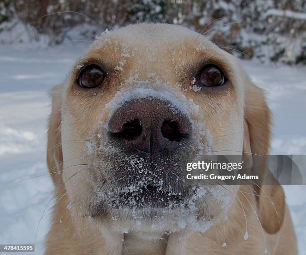 close up of a dog's frosty face - hatboro imagens e fotografias de stock