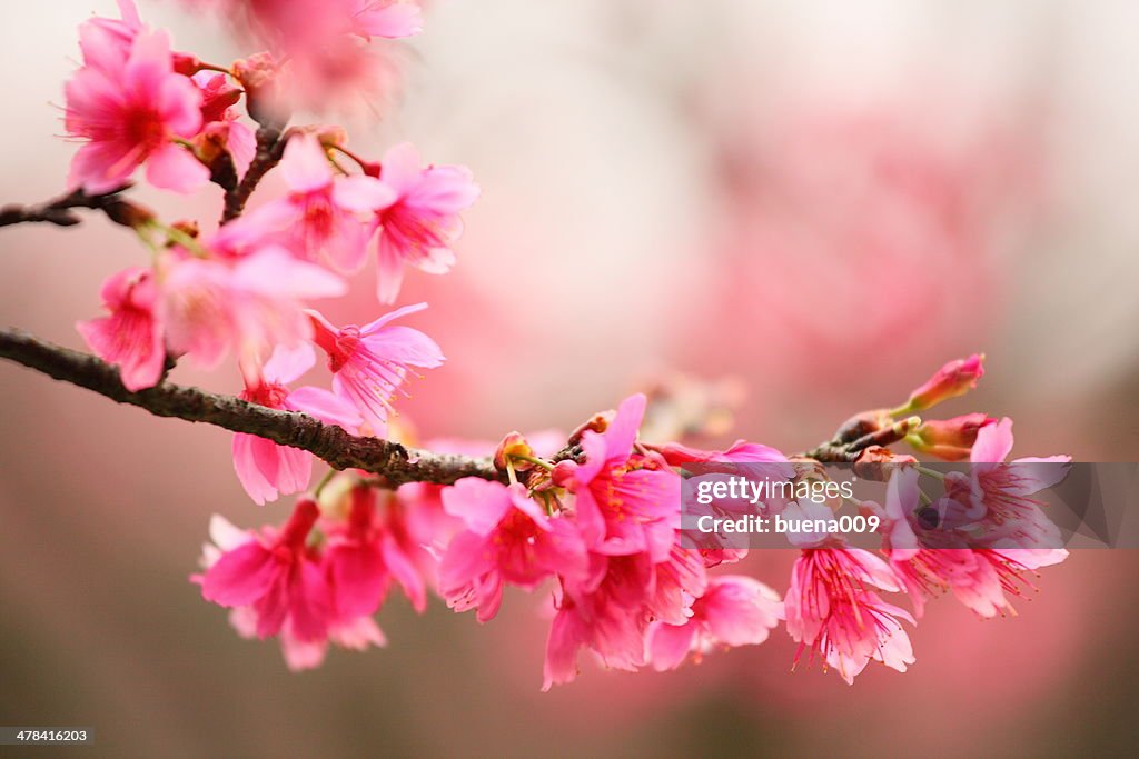 Cherry blossom