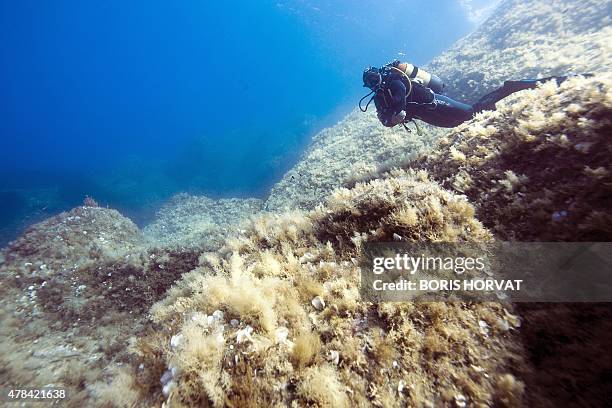 Diver observes filamentous algae locally known as Thanatos in the National Park of Port-Cros in the Mediterranean sea, near the island of...