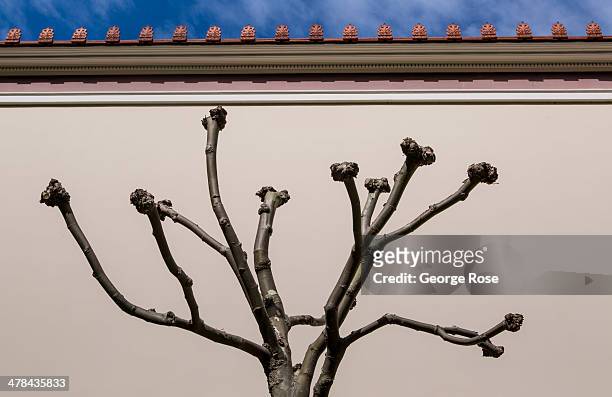 Bare sycamore tree stands near the entrance to the J. Paul Getty Villa Museum on March 3 in Malibu, California. Perched on a hillside above the...