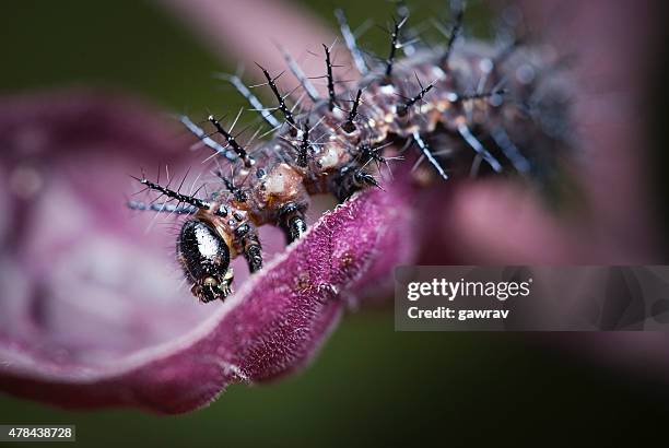 macro image of thorny caterpillar moving on mauve plant leaf. - larva stock pictures, royalty-free photos & images