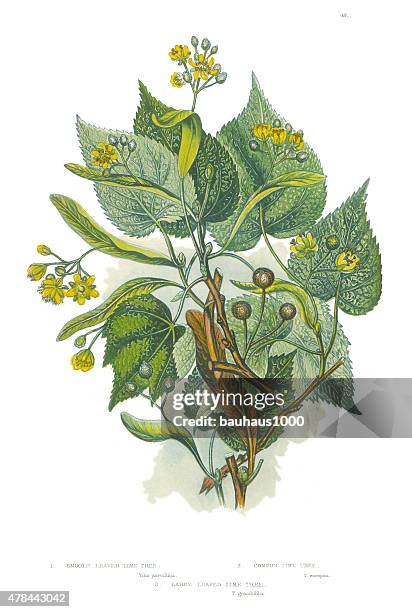 victorian botanical illustration of a lime tree - tree cutting stock illustrations