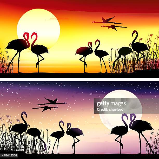 flamingos silhouettes set - flamingo pattern stock illustrations