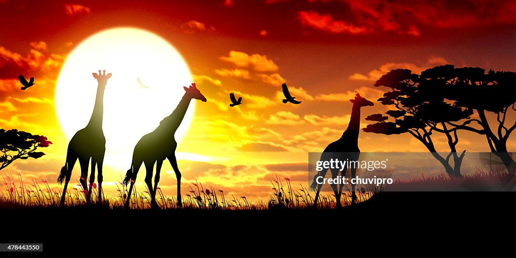 African Giraffes silhouettes safari against hot sun