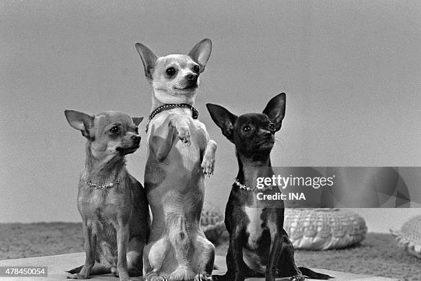 Chihuahua World Necklace Chihuahua World Necklace