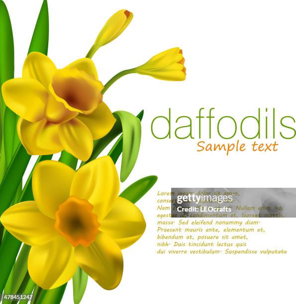 daffodils isolated on white - daffodil stock illustrations