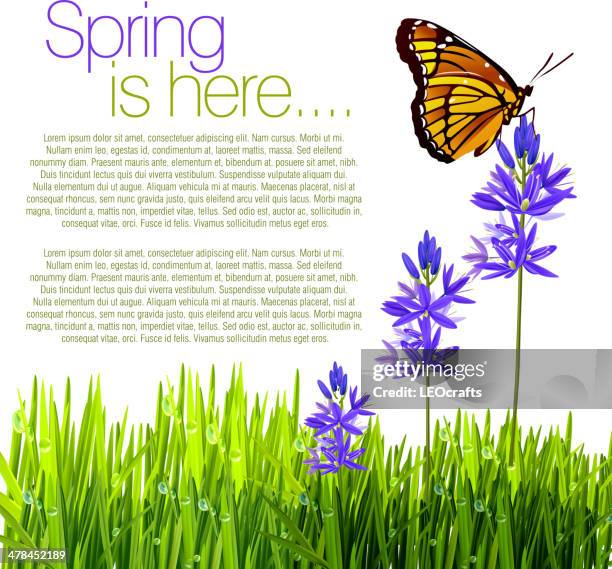 camas lily isolated on white - camas stock illustrations
