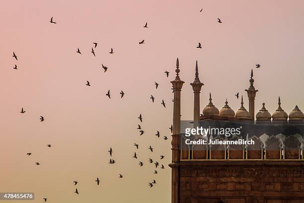 vogelschwarm bei sonnenuntergang - jama masjid agra stock-fotos und bilder