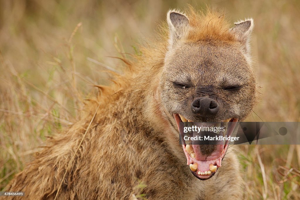 Laughing Hyena