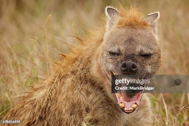 laughing hyena - vildhund bildbanksfoton och bilder