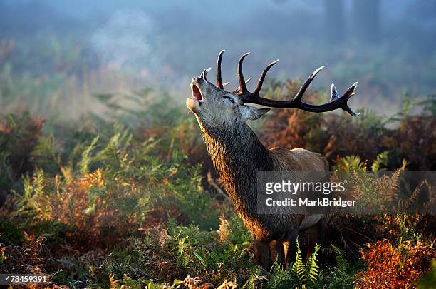 autumn call - animals in the wild stock pictures, royalty-free photos & images