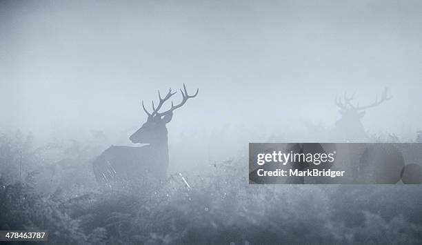 blue monday - deer antler silhouette stock pictures, royalty-free photos & images