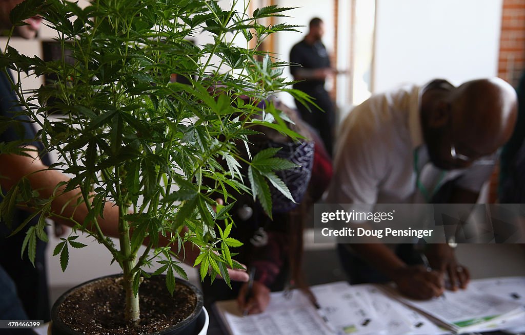At Denver's First Cannabis Job Fair, New Employment Opportunities