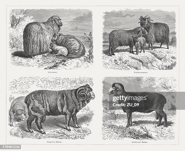 sheep, wood engravings, published in 1878 - sheep wool stock illustrations