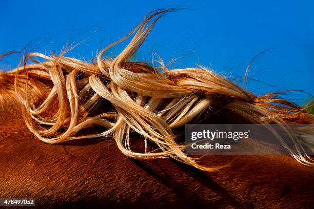 April 15 Hippodrome, Bine, Absheron Peninsula, Azerbaijan. The fabled and rare Karabakh horses play a culturally very important role in Azerbaijan....