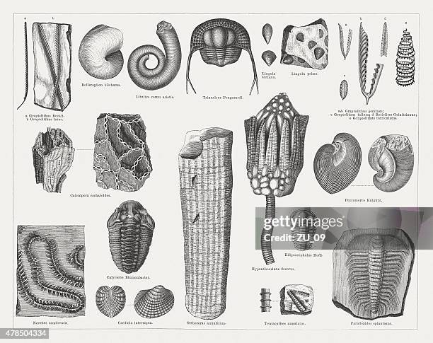ilustrações de stock, clip art, desenhos animados e ícones de siluriano fossils, publicada em 1878 - siluriano