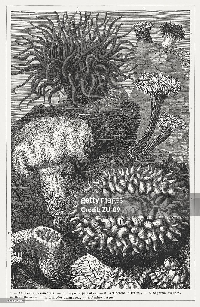 Sea anemones, wood engraving, published in 1878