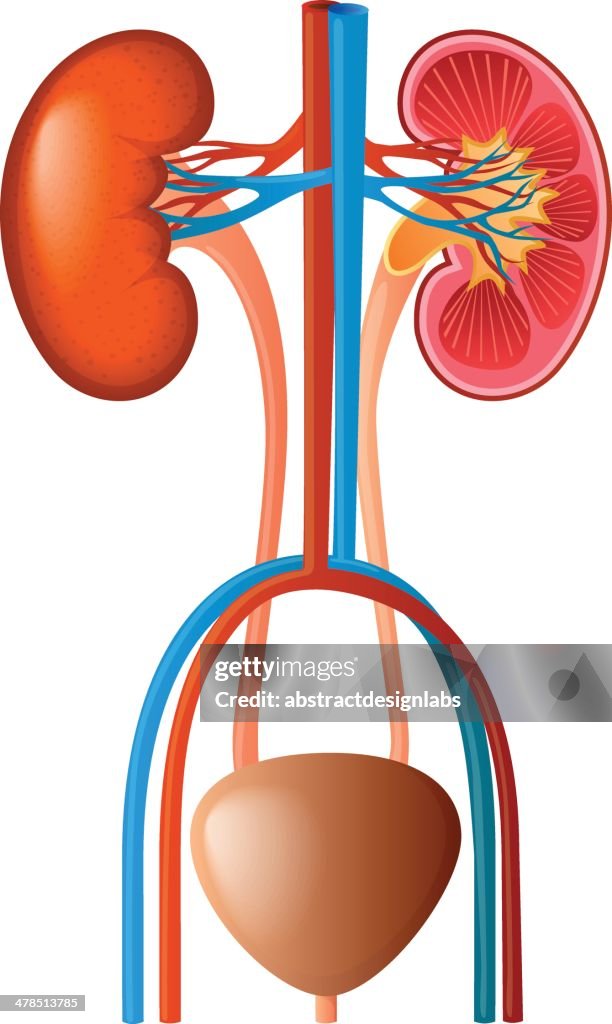 Renal System